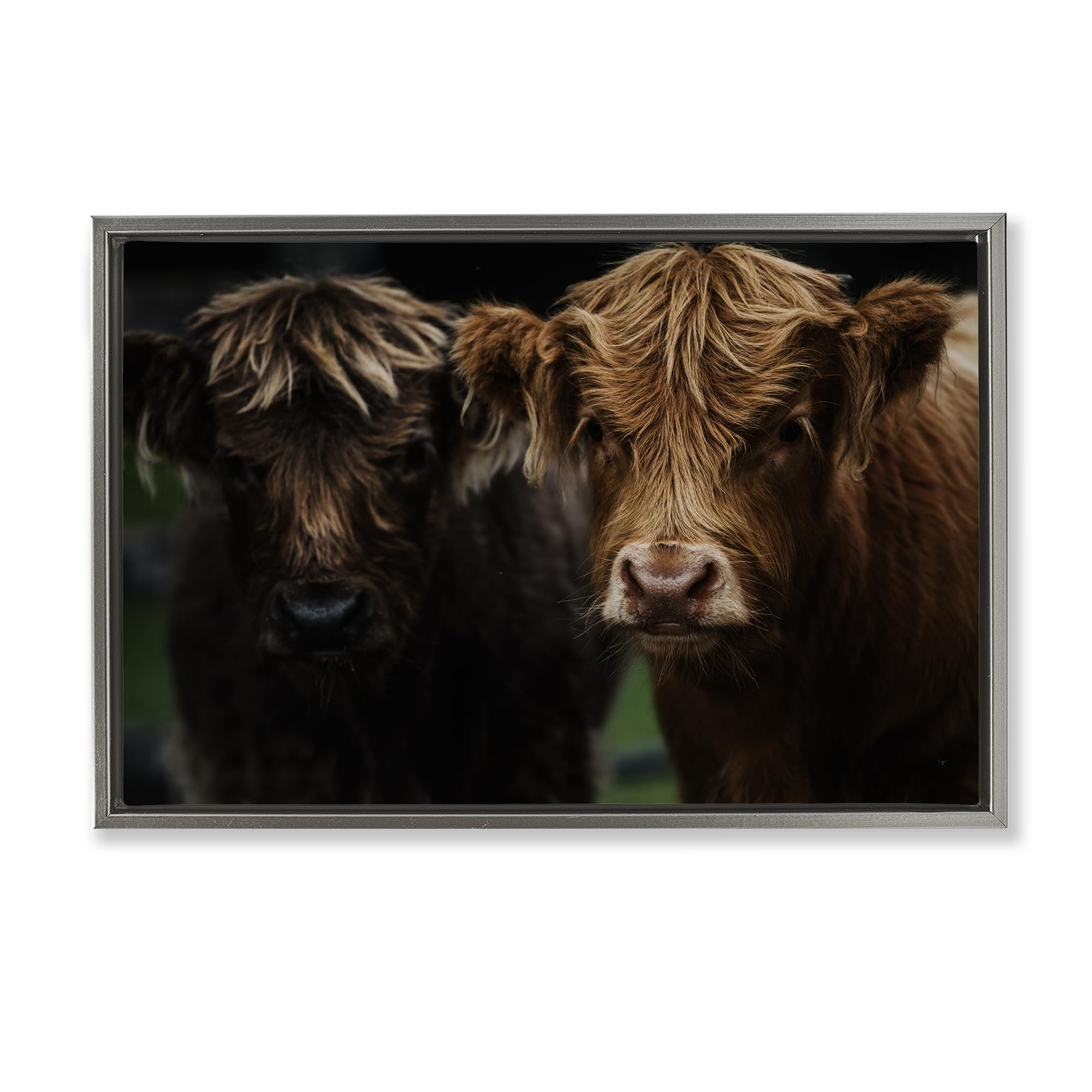 Stupell Industries Cow Faces Highland Pair Gray Framed Floater Canvas Wall Art, design by Amy Carroll, 21 x 31