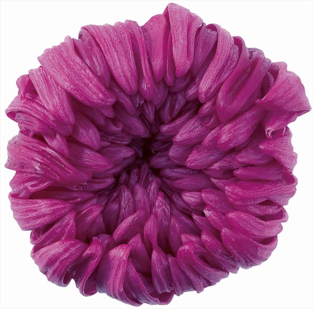 Amazon｜大地農園 プリザーブドフラワー 輪菊中 ラズベリー 6輪入 約花