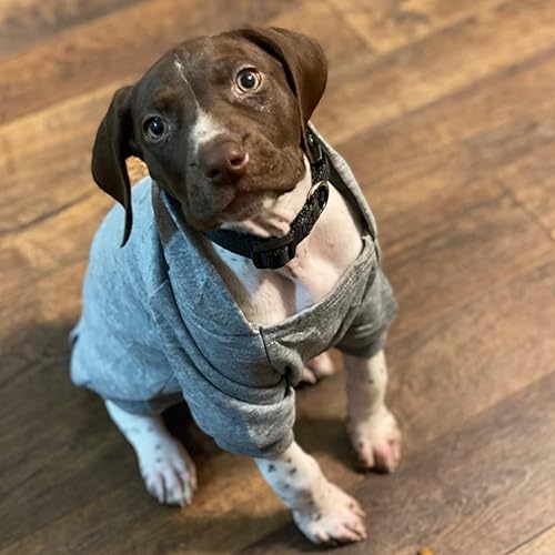 Miniatura 52 de Jecikelon - Sudadera con capucha y bolsillos, cálida para invierno, para perros pequeños, ropa de abrigo para chihuahuas, disfraz para cachorros