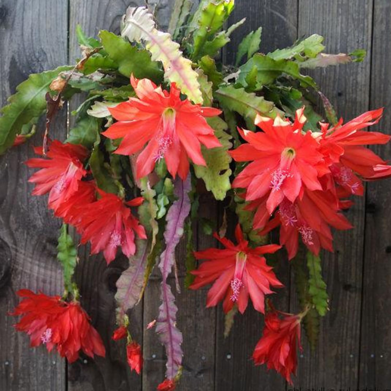 2 Epiphyllum Plants Live, Red Epiphyllum Orchid Cactus Plants, 6 to 8 Inches Tall, Epiphyllum Rooted in 4 Inches Pot, Live Epiphyllum Orchid Cactus Plant, Ready to Plant