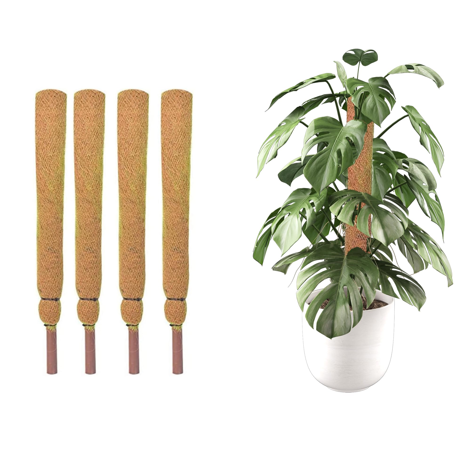 TrustBasket 2 Feet Coir Moss Stick/Coco Pole for Climbing Indoor & Outdoor Plants (Set of 4)| Green Grass Pole for HOUSING Plants, Creeper Support|Moss Stick (B07JG6D4SN) Amazon Price History, Amazon Price Tracker