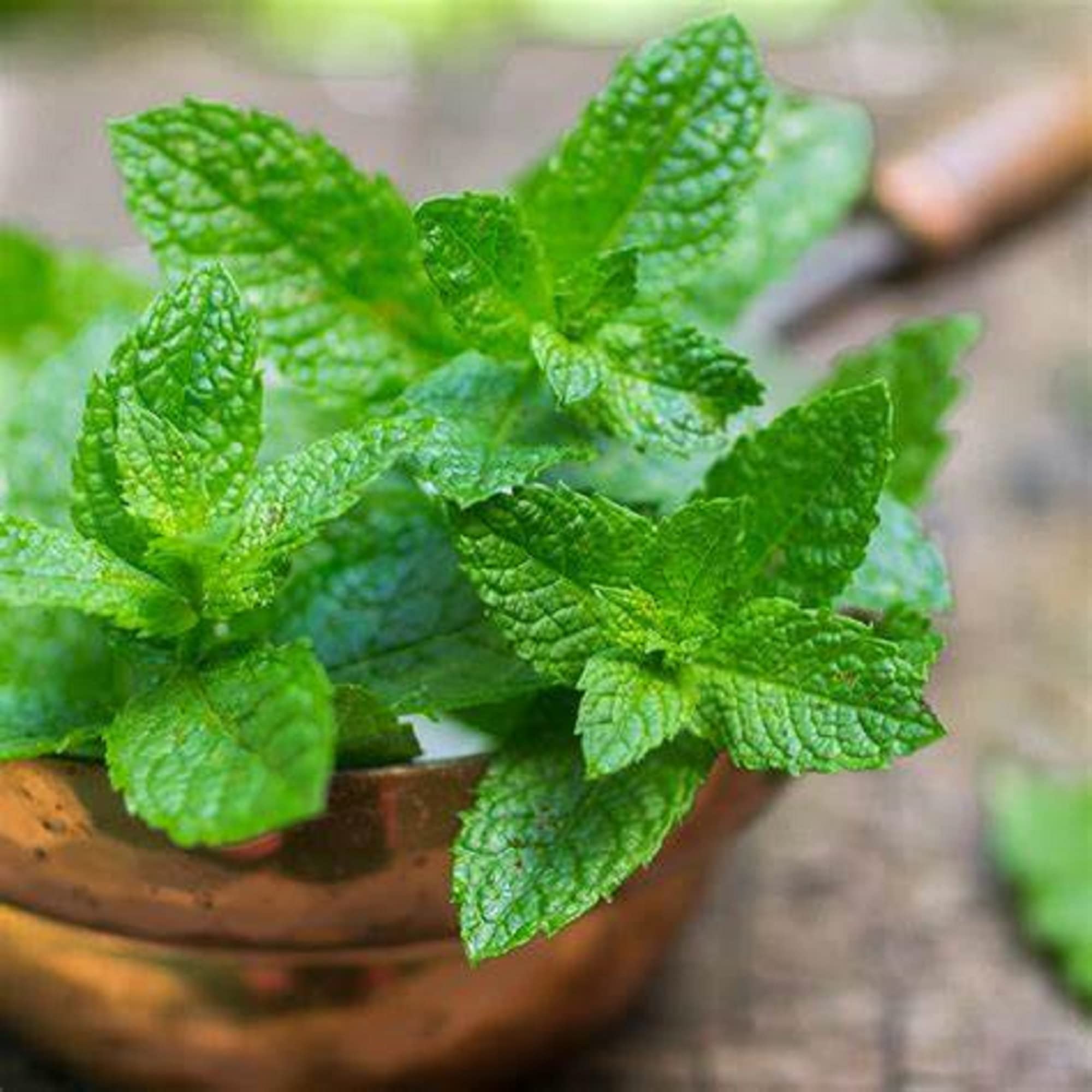 CHUXAY GARDEN Spearmint, Mentha Spicata, English Mint 500 Seeds Flowering Herb Plant Spicy, Mint Culinary Medicinal Rare Green Mint