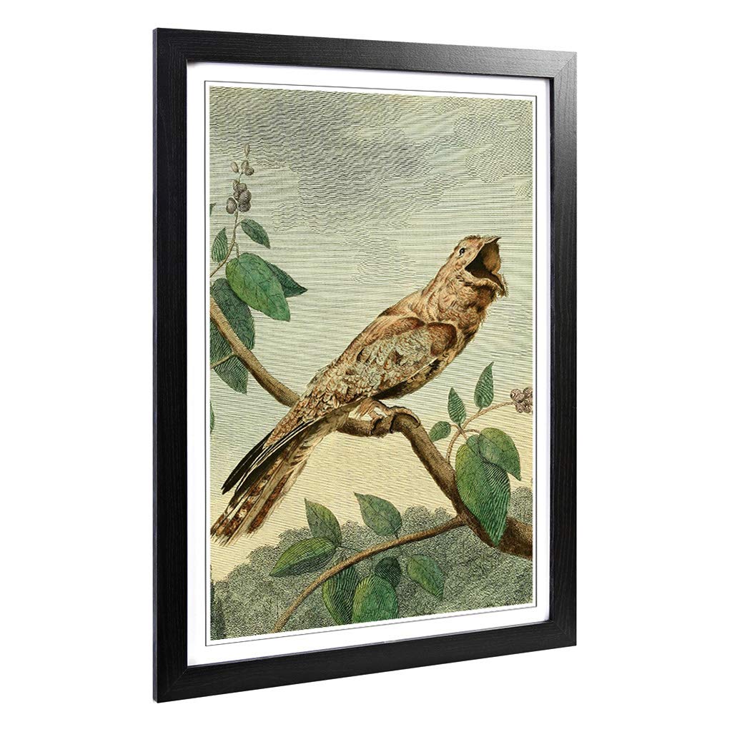 Big Box Art Framed Print of Vintage Charles R Ryley Goatsucker Design | Wall Art Picture | Home Decor for Kitchen, Living Room, Bedroom, Hallway, Black, A2 / 24.5x18 Inch / 62x45cm