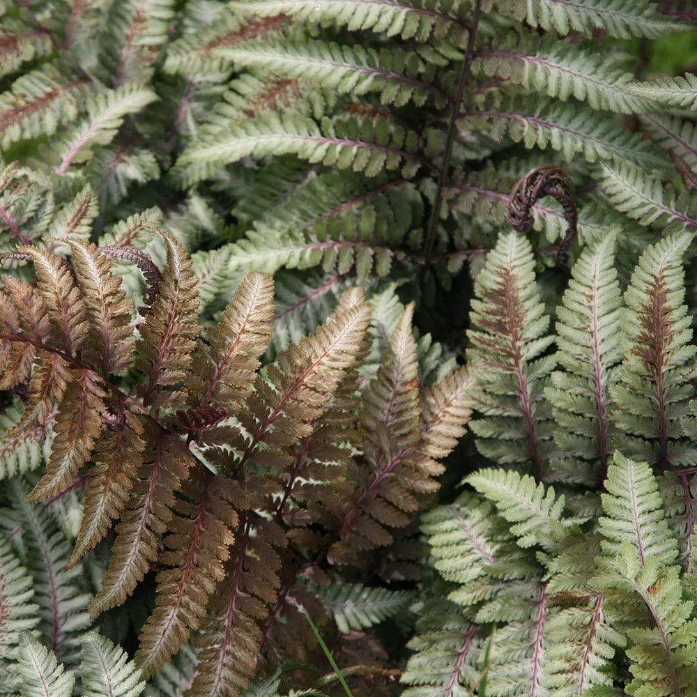 Plant Theory 2L Pot Japanese Painted Fern Pictum Athyrium Niponicum Hardy Outdoor Ferns Jungle Plant Trunks