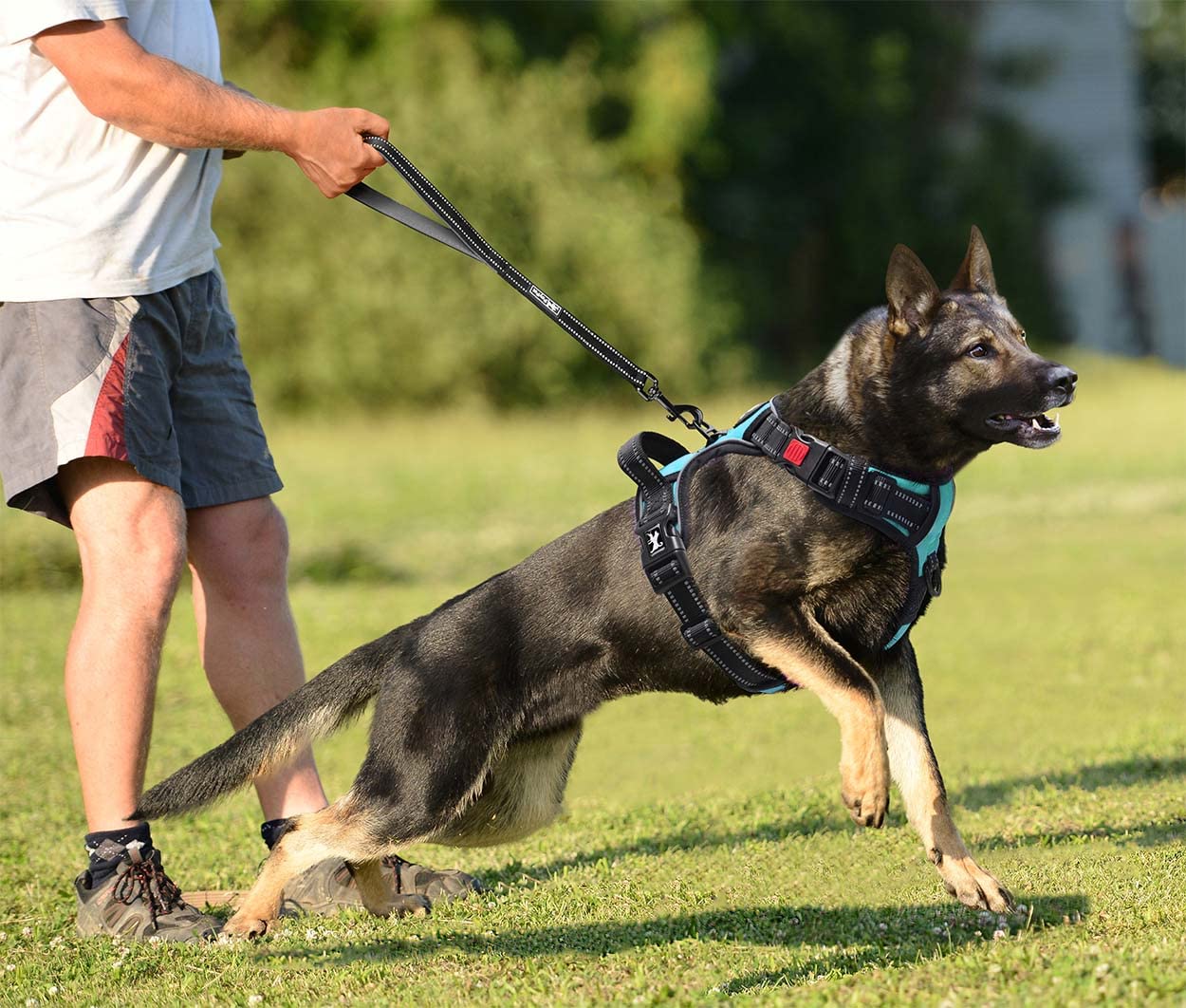 PoyPet - Pettorina anti-trazione riflettente frontale tipo gilet per cani, con maniglia di controllo semplice e posteriore, perfetta per l'allenamento quotidiano, camminata, corsa (blu menta, L)
