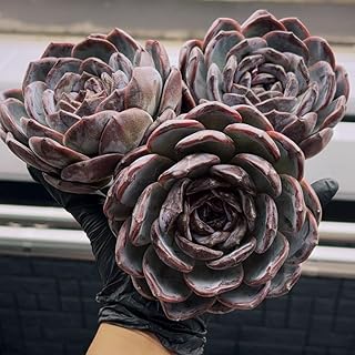 ダークモンロー 多肉植物 エケベリア かっこいい 大株