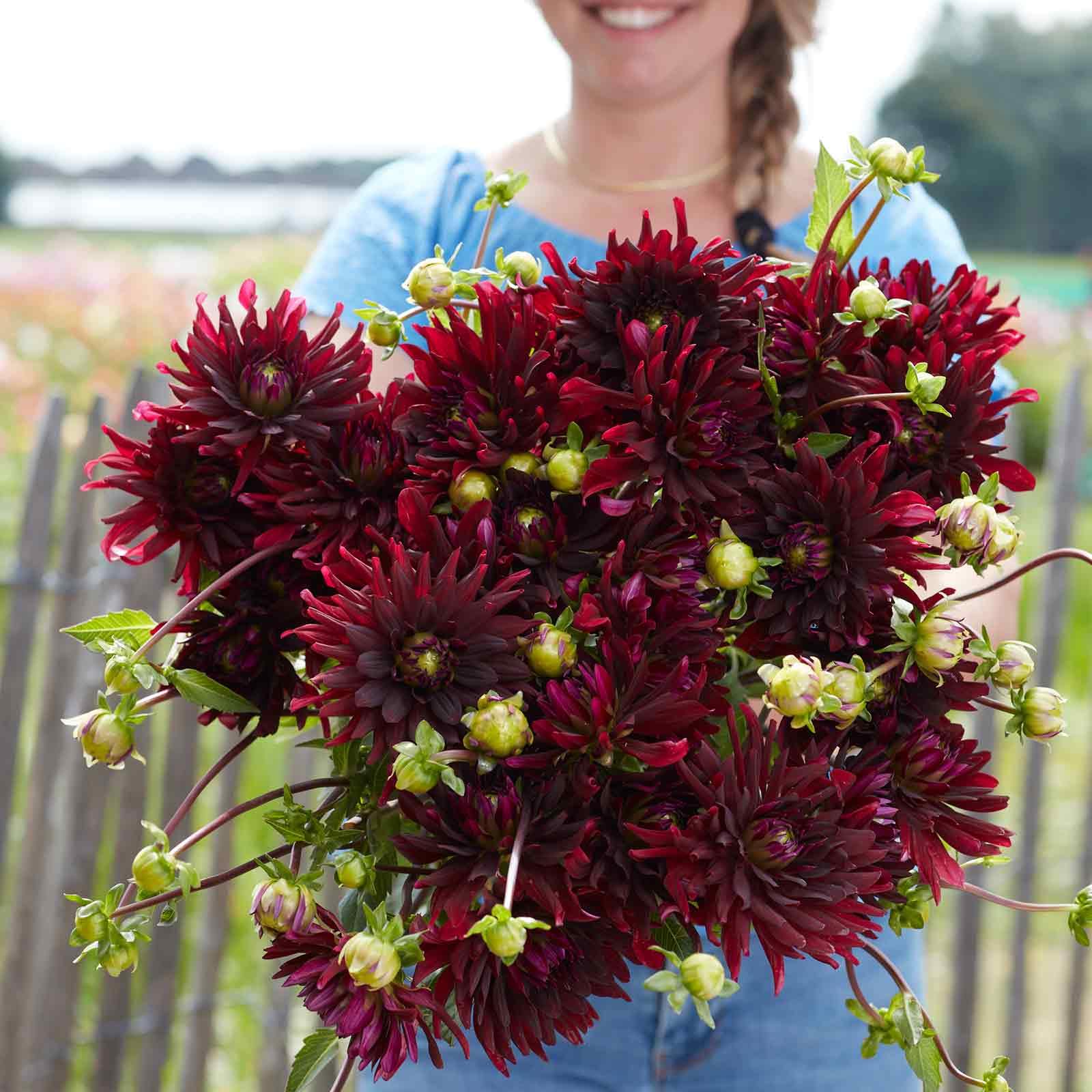 Eden Brothers Chat Noir Dahlia