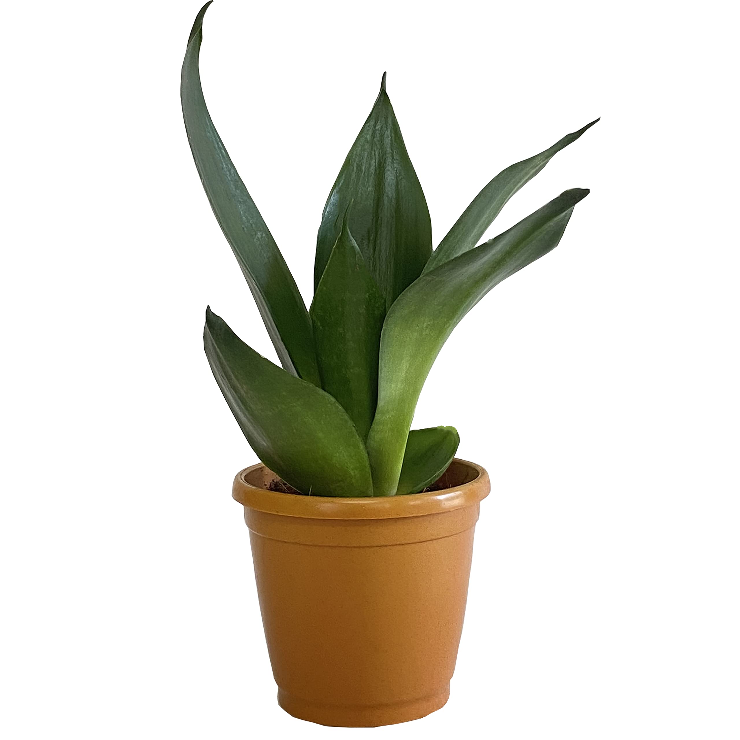 Indian Gardens - Indoor Live Plants (Sansevieria) (B0BMZ8GP17) Amazon Price History, Amazon Price Tracker