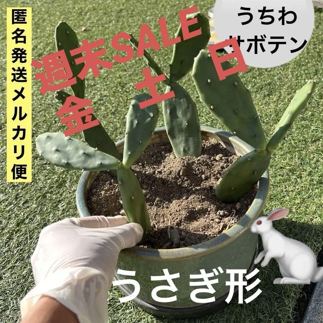 Amazon.co.jp: 多肉植物 サボテン うちわサボテン ウチワサボテン 団扇