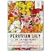 Seed Needs, Peruvian Lily"Dr. Salter's Mix" (Alstroemeria hybrida) Twin Pack of 25 Seeds Each