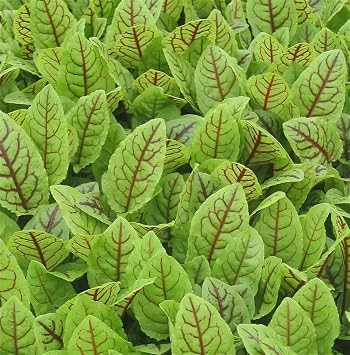 Seeds Sorrel Bloody Dock/Redvein Dock/Non GMO/Heirloom