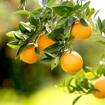 八朔合馬 71r9owebjZL._UF350,350_QL50_.jpg