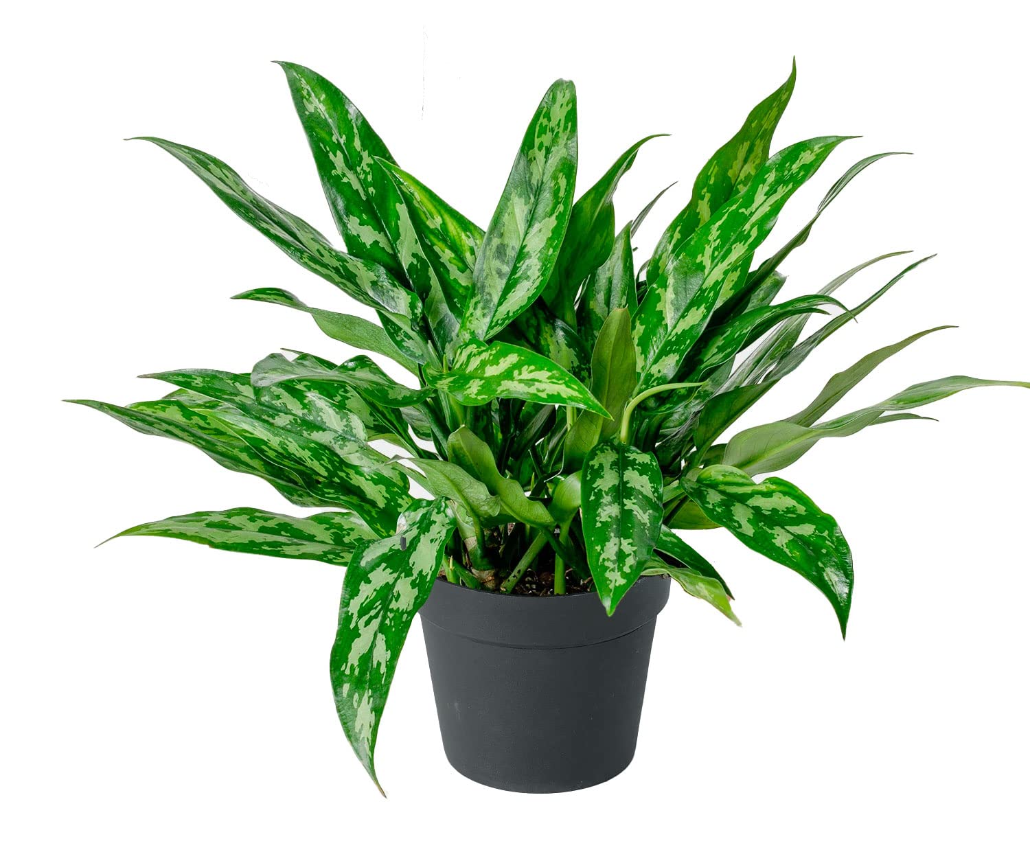 AGLAONEMA PLANT INDOOR-image-12