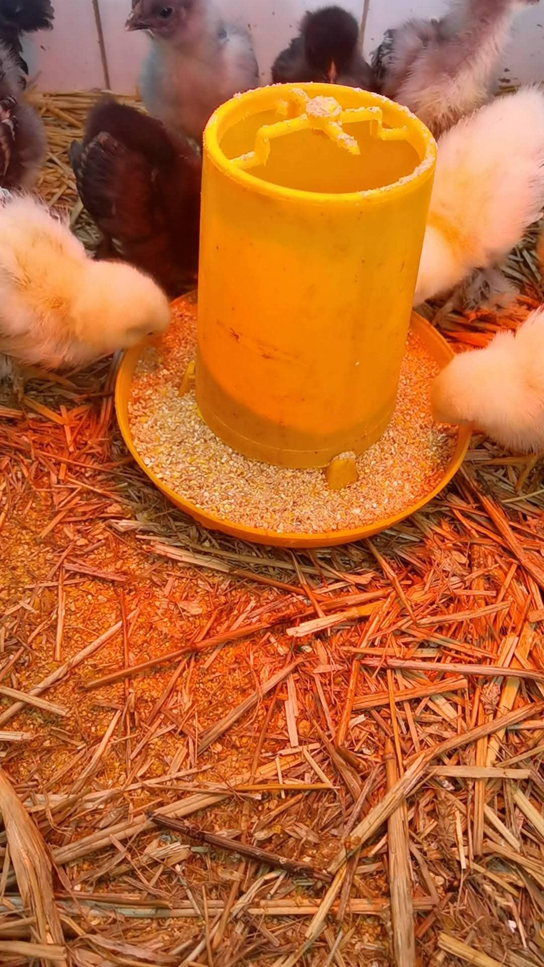 20 kg mangime per pulcini starter alto redimento da 0 a 50 giorni