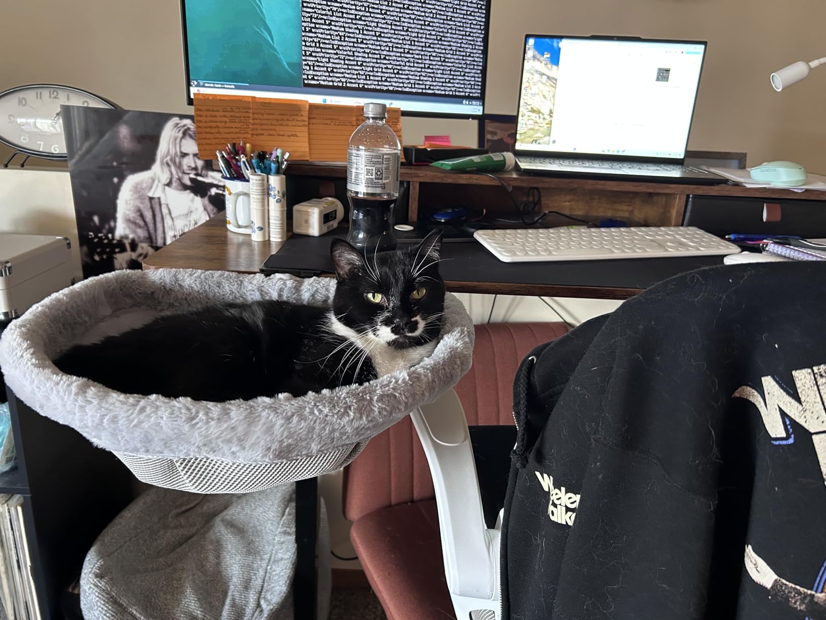 Foto de cliente con hamaca para gato