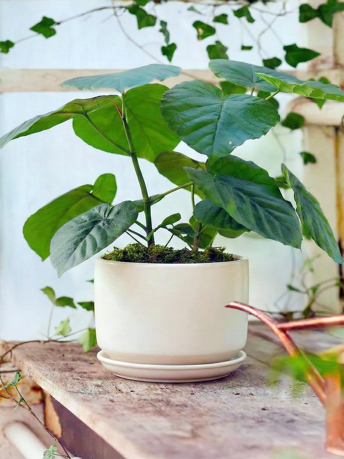 LE TAUCI Pot de Fleurs en Céramique 17 cm, Pot de Fleurs avec Soucoupe Intégrée et Trou de Drainage, Petit Cache-Pot Moderne, Robuste et Durable pour Décoration Maison et Bureau, Finition Mate, Blanc
