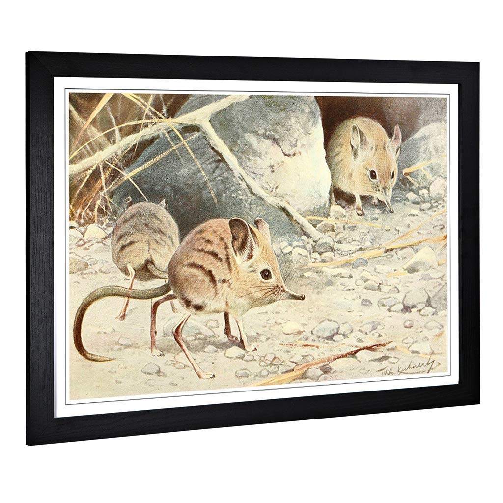 Big Box Art Framed Print of Vintage W Kuhnert North African Elephant Shrew Design | Wall Art Picture| Home Decor for Kitchen, Living Room, Bedroom, Hallway, Black, A2 / 24.5x18 Inch / 62x45cm