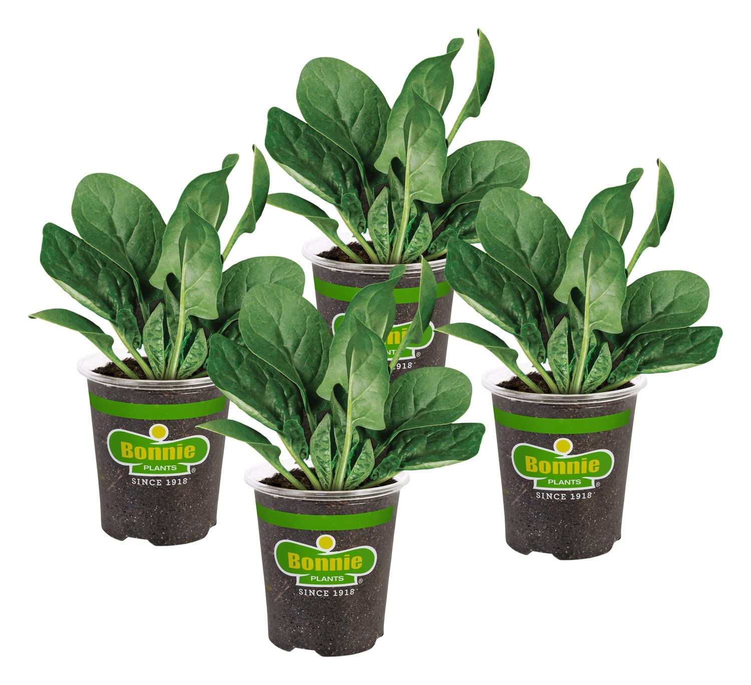 Bonnie Plants Spinach 4 Pack