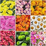 300+ Mixed Color Chrysanthemum Seeds for Planting - Heirloom Rare Landscape Flowers, Hardy Garden Flower Seeds