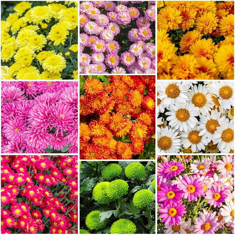 300+ Mixed Color Chrysanthemum Seeds for Planting - Heirloom Rare Landscape Flowers, Hardy Garden Flower Seeds