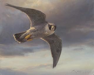 Peregrine Falcon painting –"Falcon flying" – Print on canvas - 45 x 37 cms.