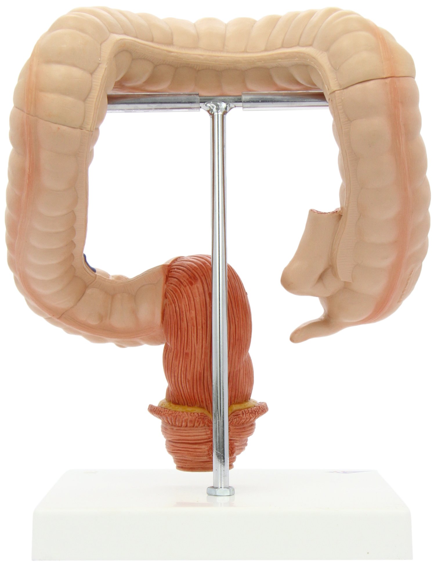 3B Scientific Dickdarm-Modell, K55