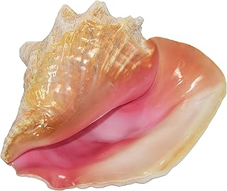 Colossal GIGANTIC Bahama Queen Conch Seashell (Pink) - Bahamas Pink Conch Shell - 10-12 inch by Nautical Beach Decor