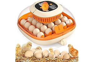 Bobwhite Quail Eggs: A Journey from Incubation to Hatching