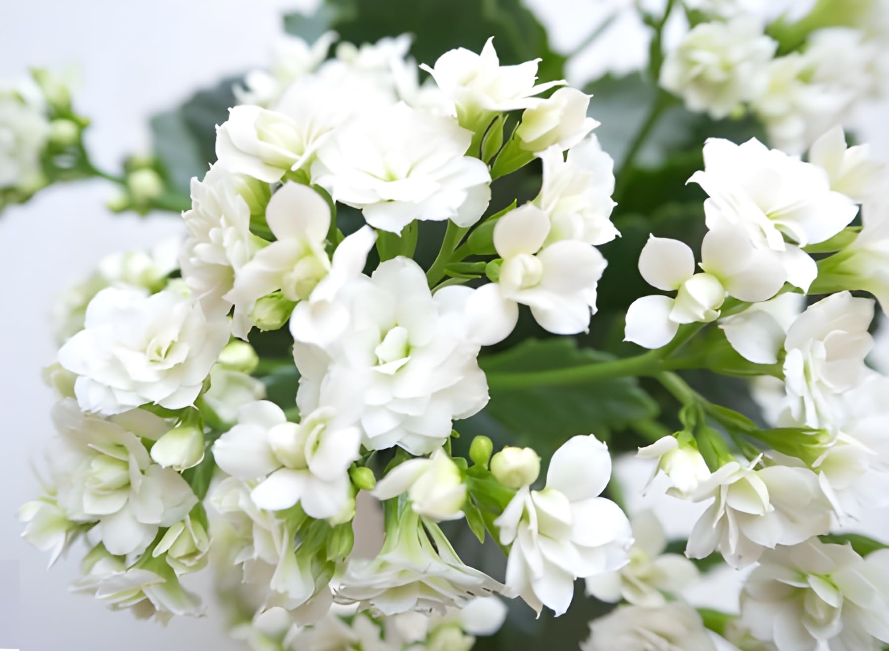 Green view "Kalanchoe White" Life Plant Christmas kalanchoe Grafted hybrid - 1 Healthy Live Super Yielding Early Flower Plant 1-1.5 Ft Height in Nursery Grow Bag for Home Garden (B0CD7WZVCJ) Amazon Price History, Amazon Price Tracker