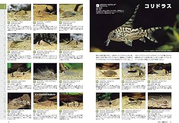 71rAM5ixdAL._AC_UF350,