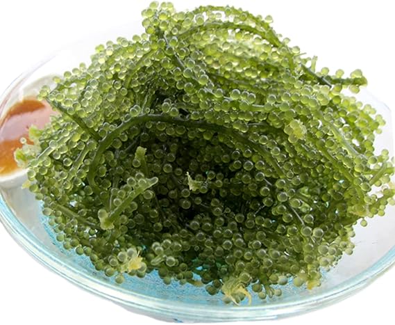 いつでもポイント10倍 鮮度抜群!やんばる産海ぶどう 茎なし特A品1000g