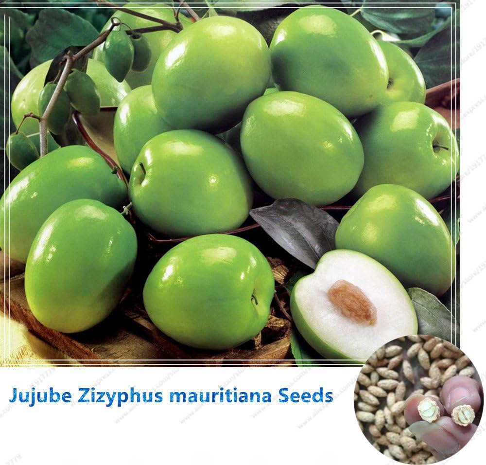 Jujube Zizyphus mauritiana Seeds Indian Jujube Tree seeds Bonsai RARE tropical fruit seeds for home garden 10seeds/bag