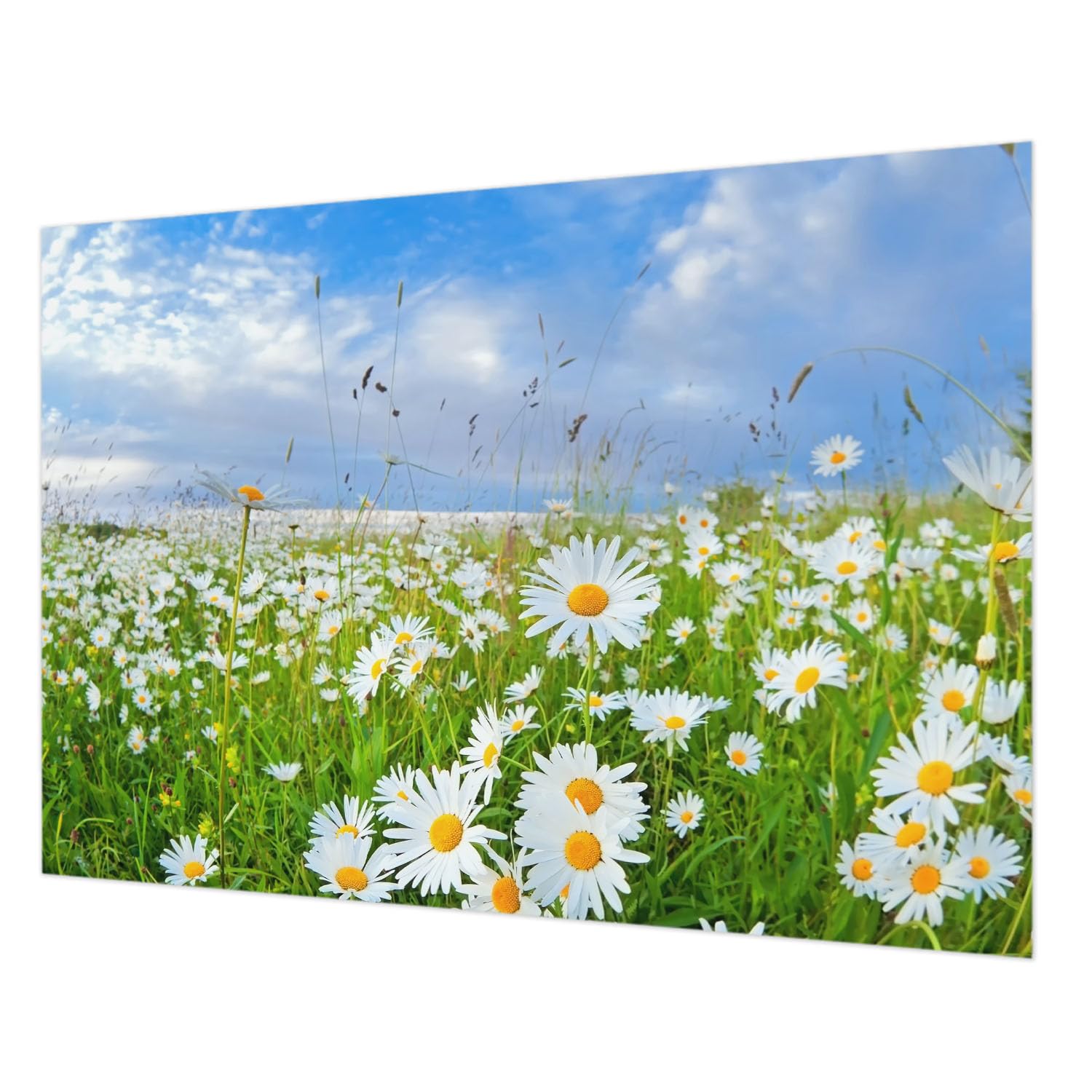 Papier peint chambre tulup prairie d'été pour une ambiance nature