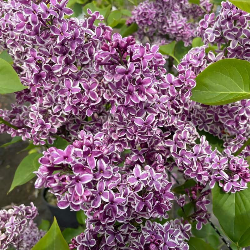 Arbustos de lila planta viva Siringa, Siringa azul púrpura color lila, 6 a 8 pulgadas, planta perenne