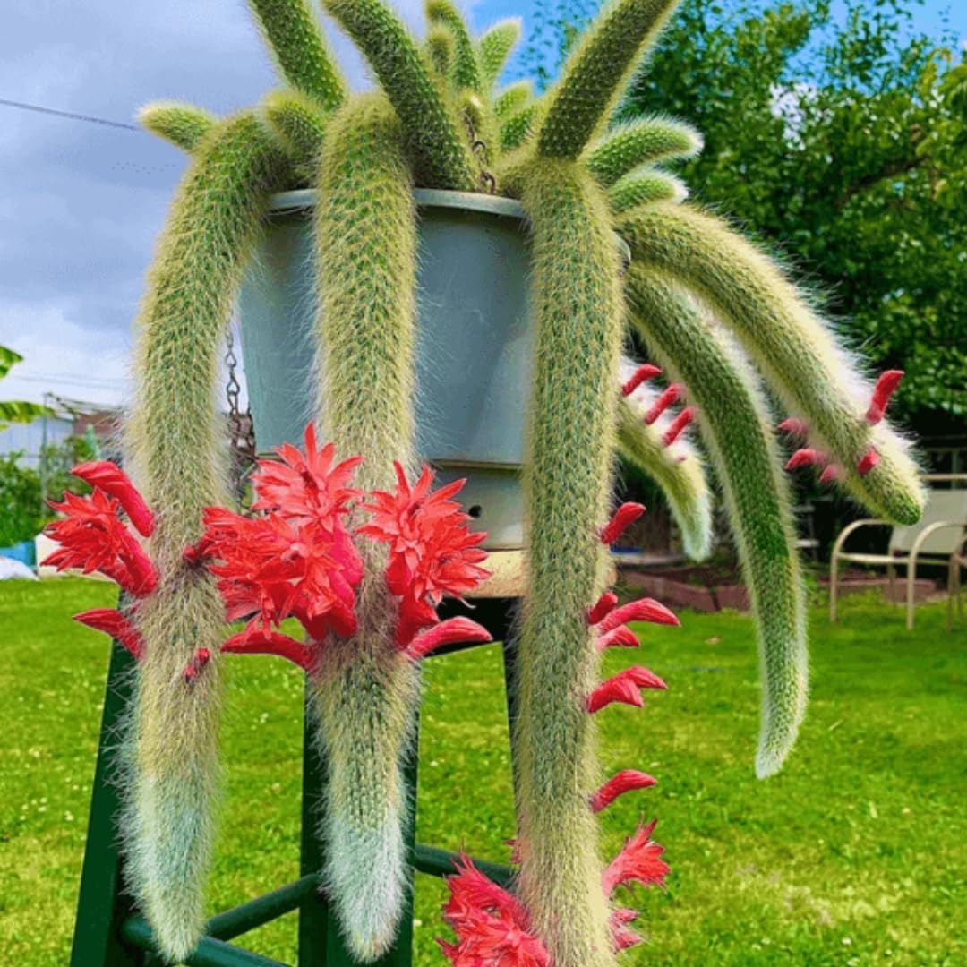 Rare Monkey Tail Cactus Live Plant, 6-8" No Pot Starter Live Cactus Monleys Tail, Succulents Plants Monkey Tails