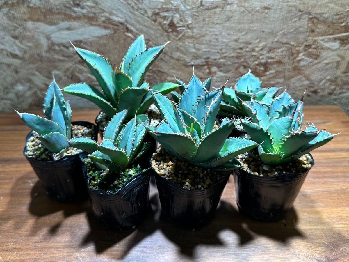K-0318 ７株セット アガベオテロイオアハカ子株 AgaveOteroi Oaxaca