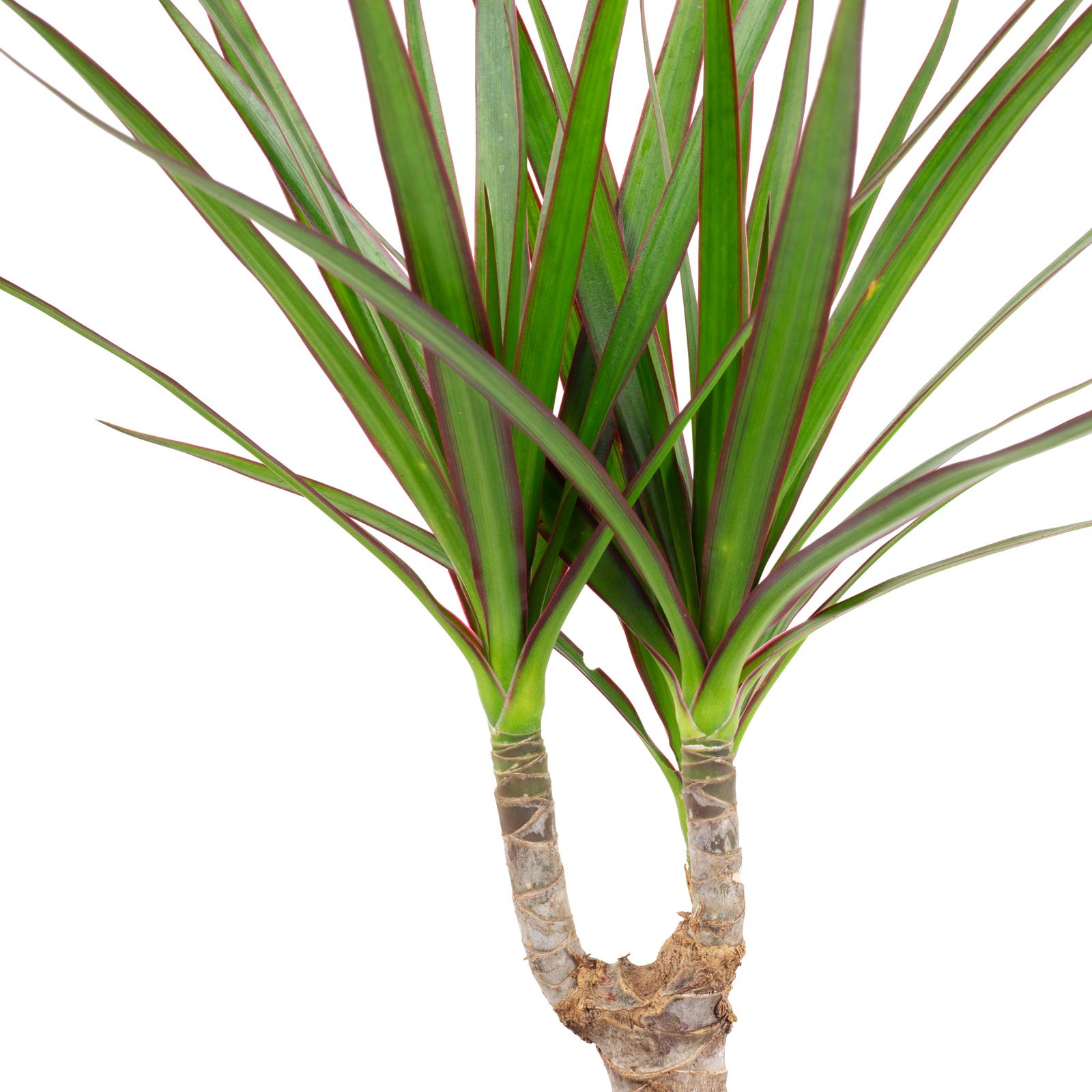 5er-Set Zimmerpflanzen Bergpalme, Dieffenbachie, Drachenbaum, Bogenhanf, Hawaiipalme - Topf-? 12 cm