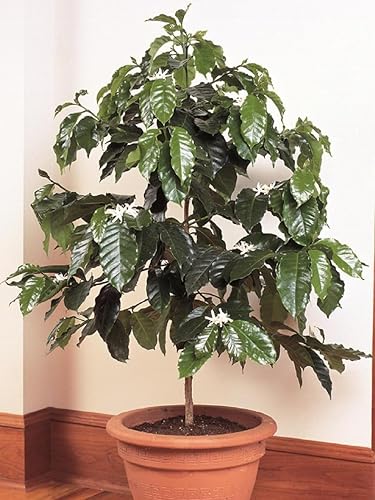 Miniatura 1 de Semillas Árbol de café árabe Enano Montaña Perenne Jardín Flores para Plantar No GMO