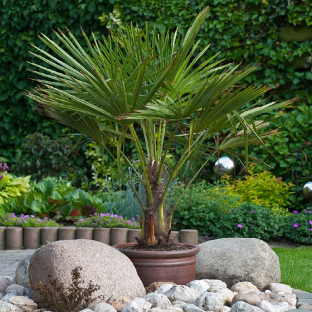 YouGarden - Trachycarpus fortunei Chusan Palm 60-80cm (inc Pot) with Trunk