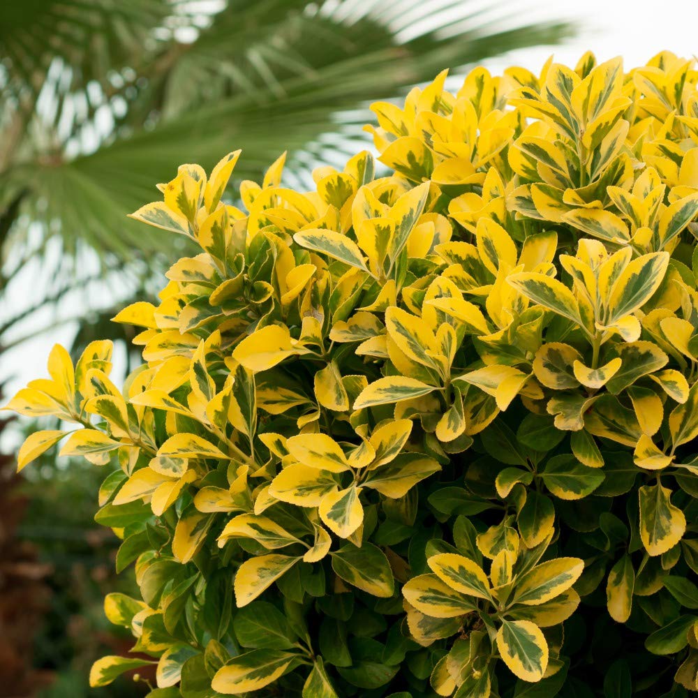 Ligustrum ovalifolium 'Aureum' Golden Privet Hardy Shrubs Flowering Garden Plants for All Gardens Easy to Grow 1 x 9cm Pots by Thompson and Morgan