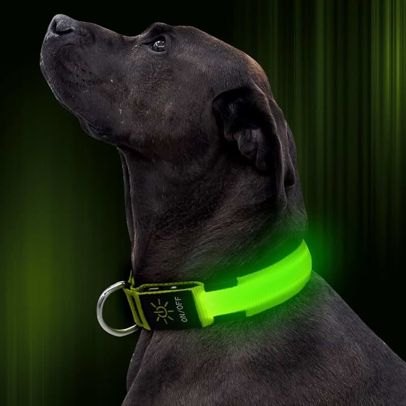dog lights for night walking