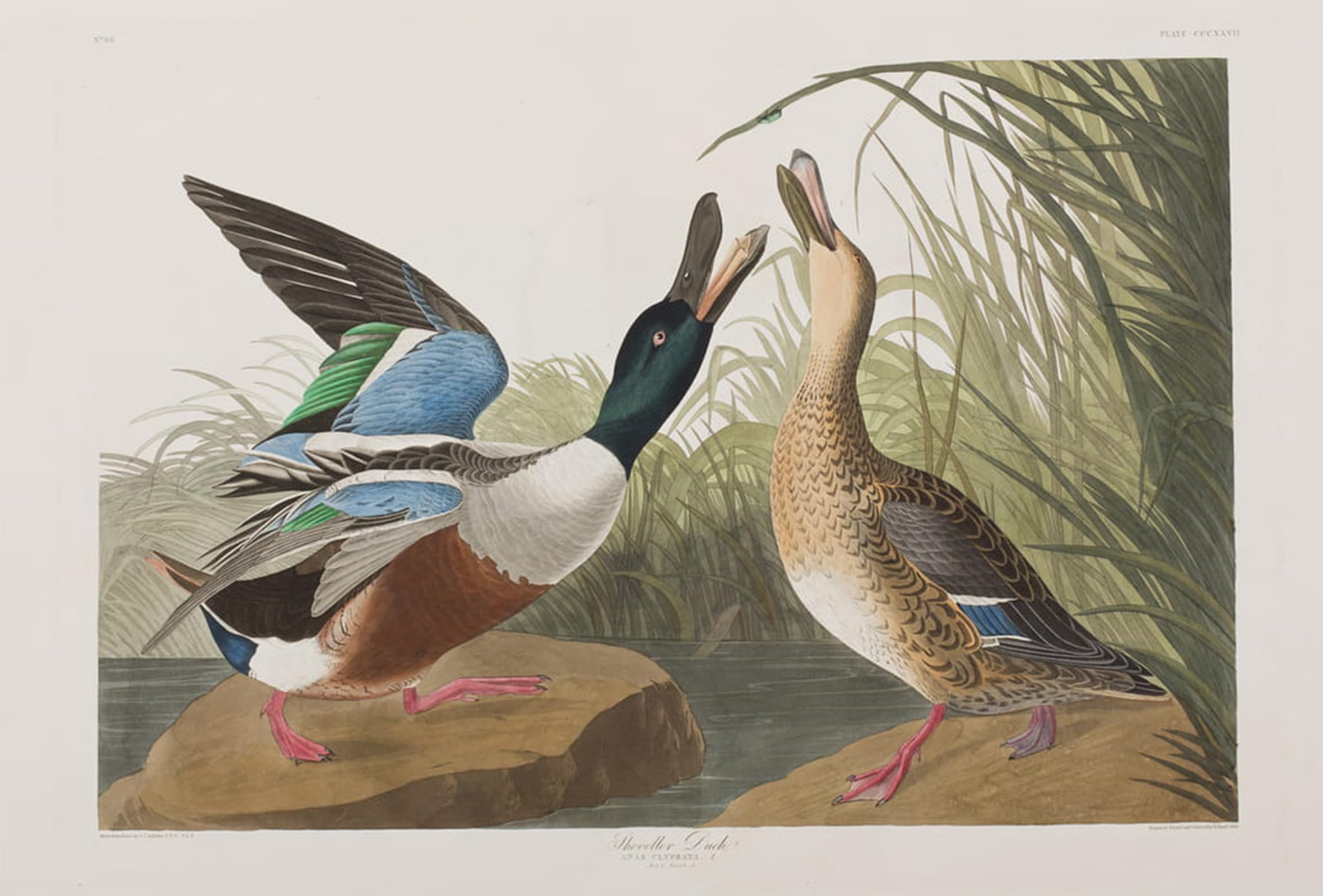 POSTERIIk Vintage Print Pop Art Landscape Artwork Illustration From birds of America by John Jamess Audubon Art Prints for Office Home Decor 60x90cm