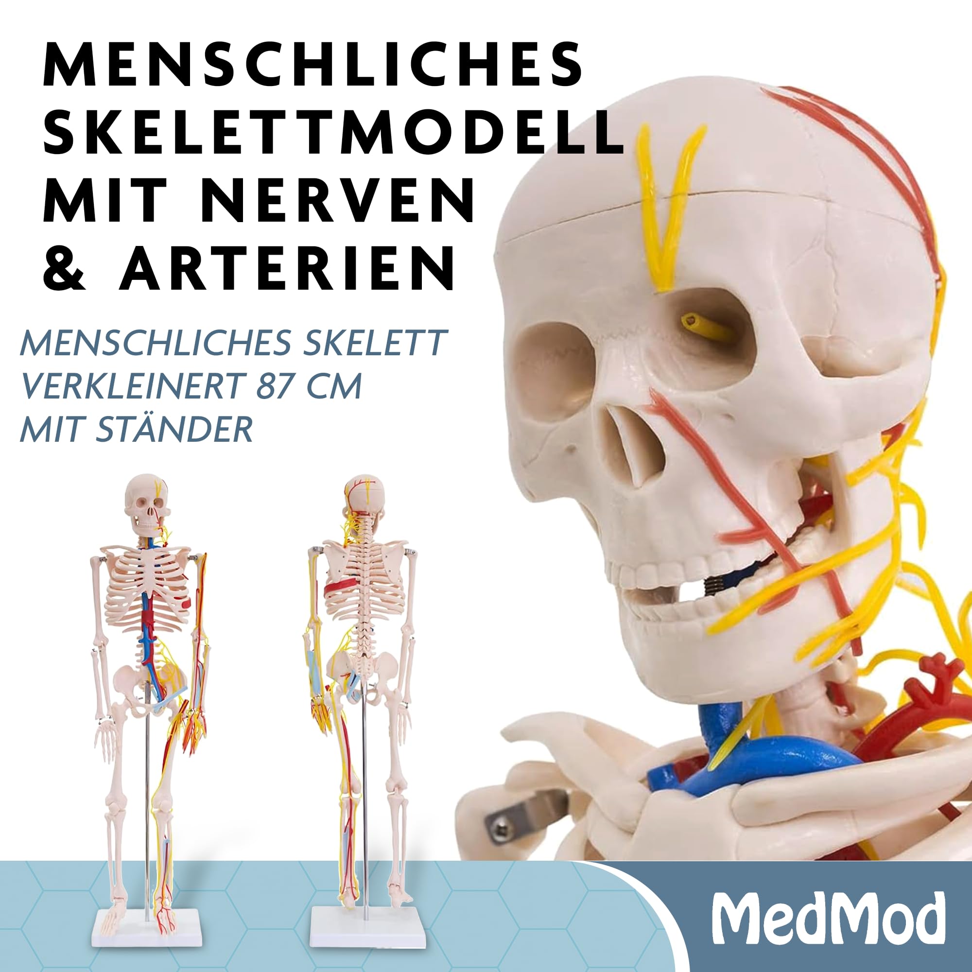 Anatomie Skelett 87 cm, detailliertes menschliches Skelett aus PVC mit Nerven und Arterien, für Schule, Studium und Anatomie-Training, Lehrmodell