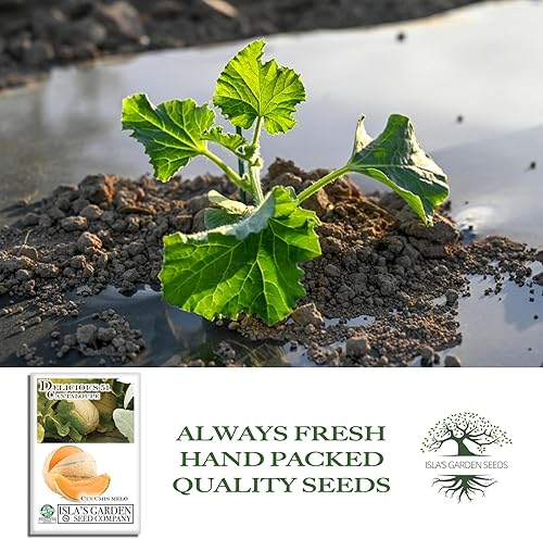 Miniatura 4 de Deliciosas semillas de melón de 51 pulgadas para plantar, más de 50 semillas de melón tradicionales por paquete, semillas de jardín de Isla