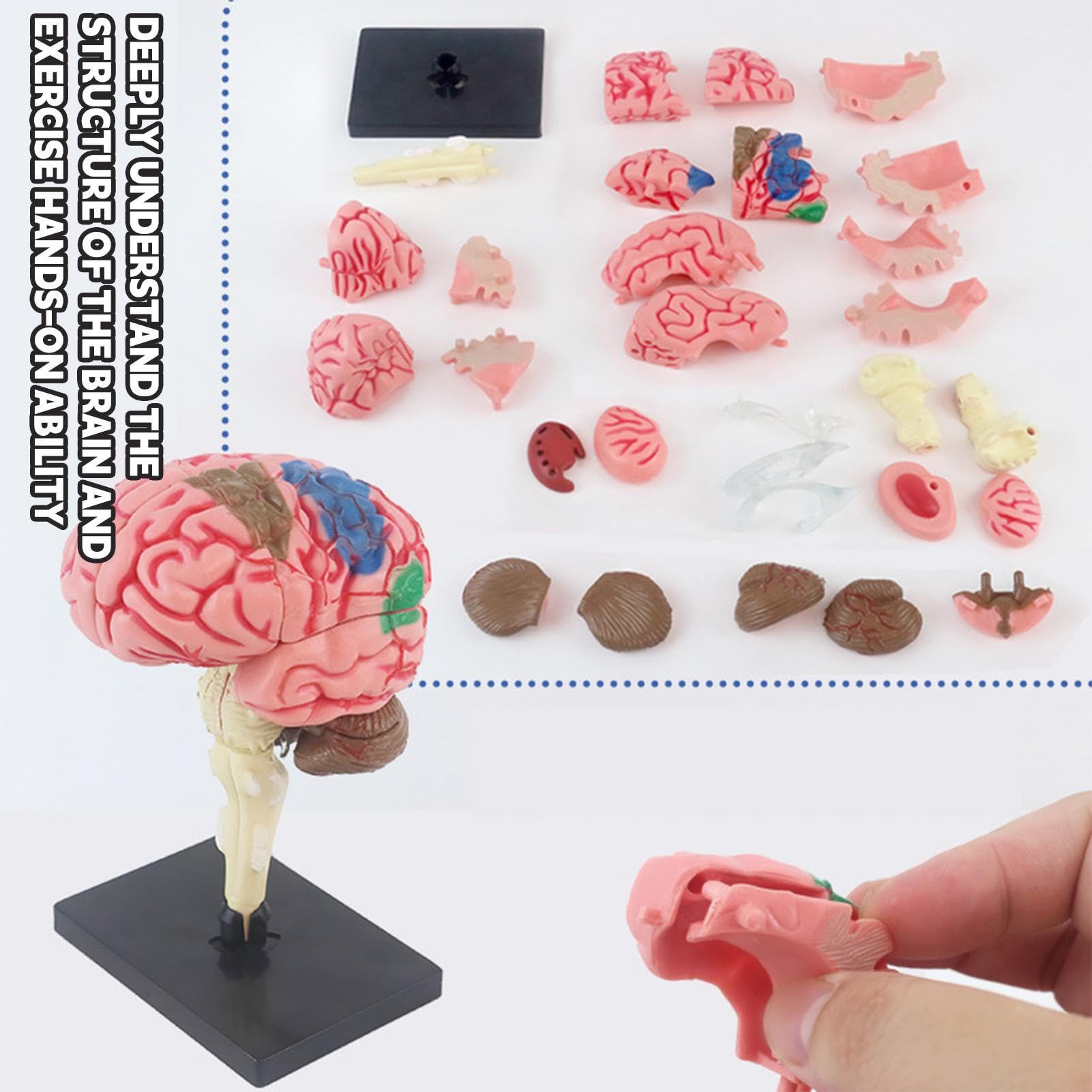 Amazon.co.jp: 3D脳モデル - 人間の脳の解剖学、学術研究 | 医療モデル 