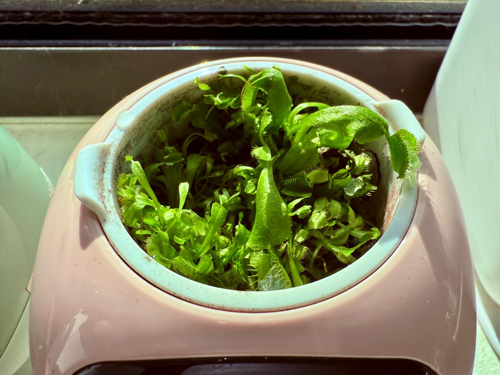 Plantagotchi - AI Smart Planter photo review