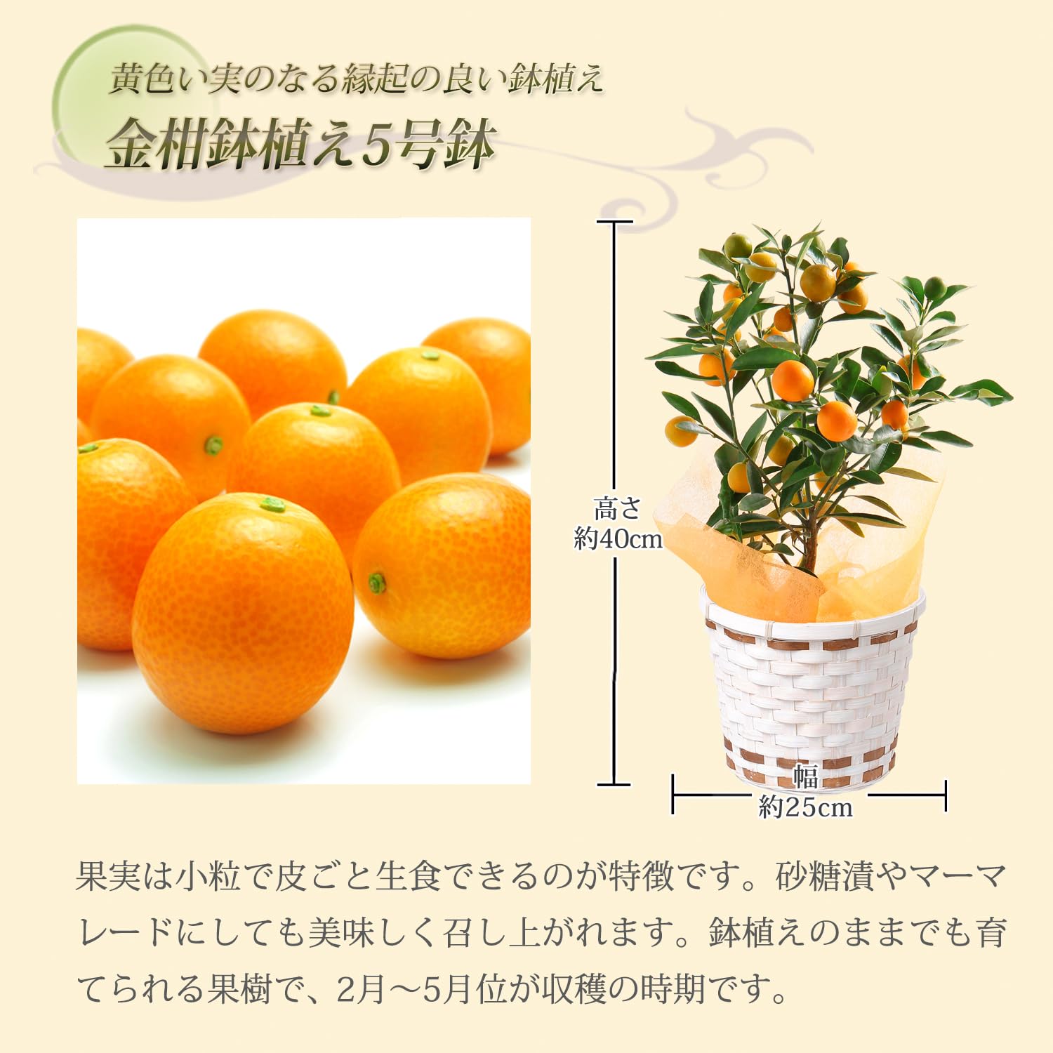 Amazon.co.jp: 花のギフト社 金柑鉢植え ニンポウ 金柑の木 きんかん