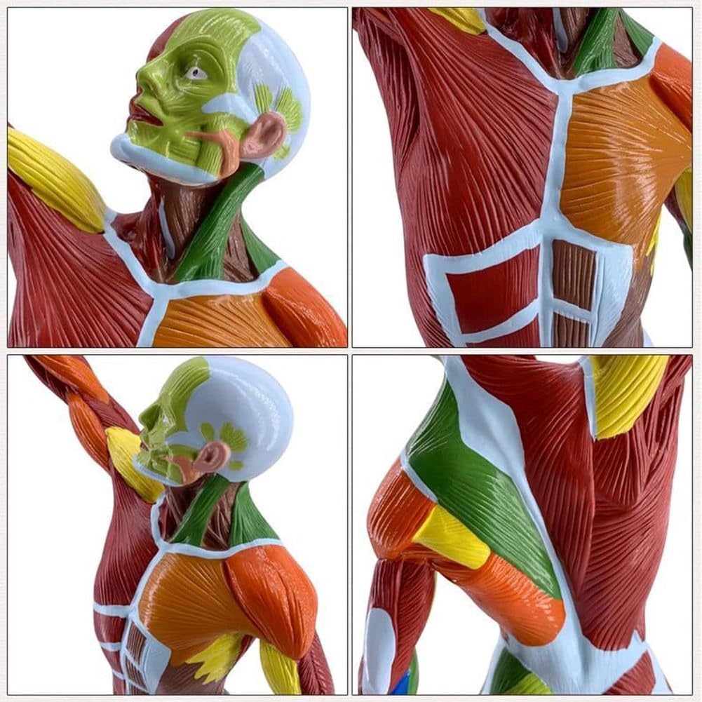 Model Anatomiczny Mięśniaka 50 Cm 80 Cm Kolorowy Miniaturowy Model Mięśni Model Anatomiczny Ciała Człowieka Z Wyjmowanym Organem Do Nauki Fizjologii Medycznej I Nauczania Mię,50 cm