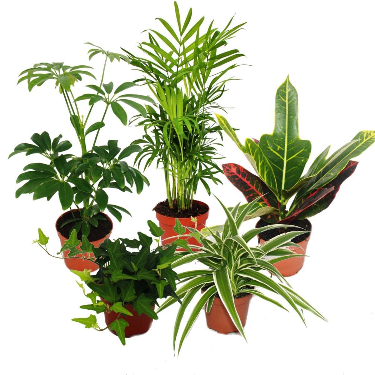 Exotenherz Zimmerpflanzen Set – Großes 5er-Pack 9 cm Töpfe