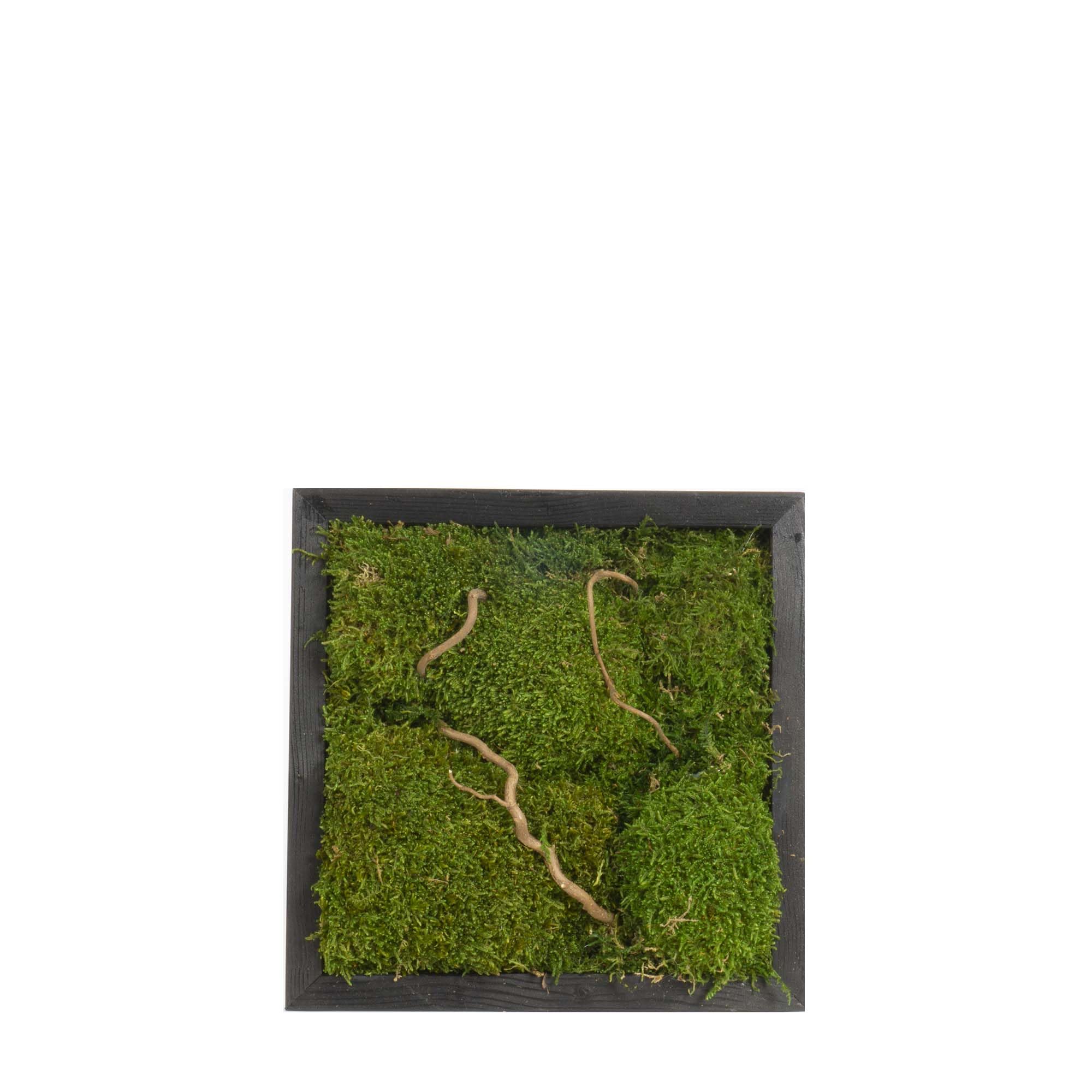 Quadro Bosco con Muschio Stabilizzato 30x30 cm - Made in Italy - Quadretto da Parete con Cornice Nera Per Decorazioni in Soggiorno - Muschio e Rami di Salice - con Gancetto (Moderno, Nero, 30x30)